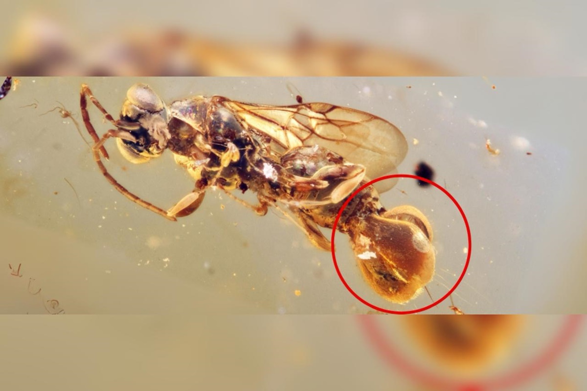 Foto colorida da vespa-mosca-de-vênus - Metrópoles