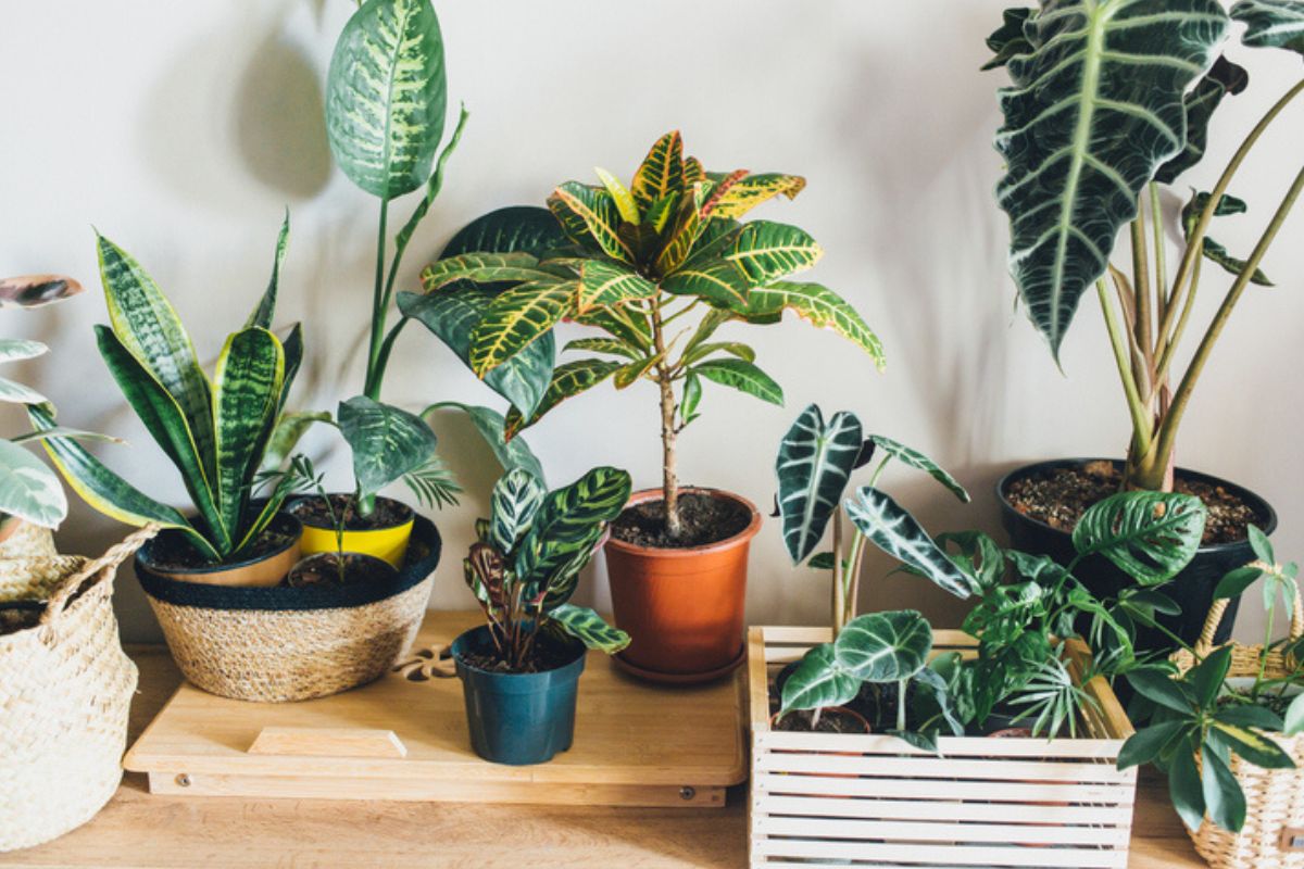 Imagem colorida de várias plantas e vasos agrupados