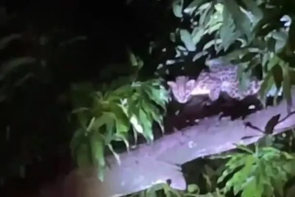 Imagem colorida de jaguatirica - Metrópoles