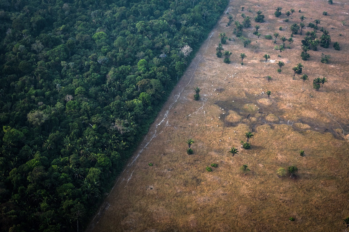 Foto colorida de floresta tropical desmatada pela crise climática - Metrópoles