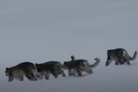 Foto colorida de leopardos-das-neves - Metrópoles