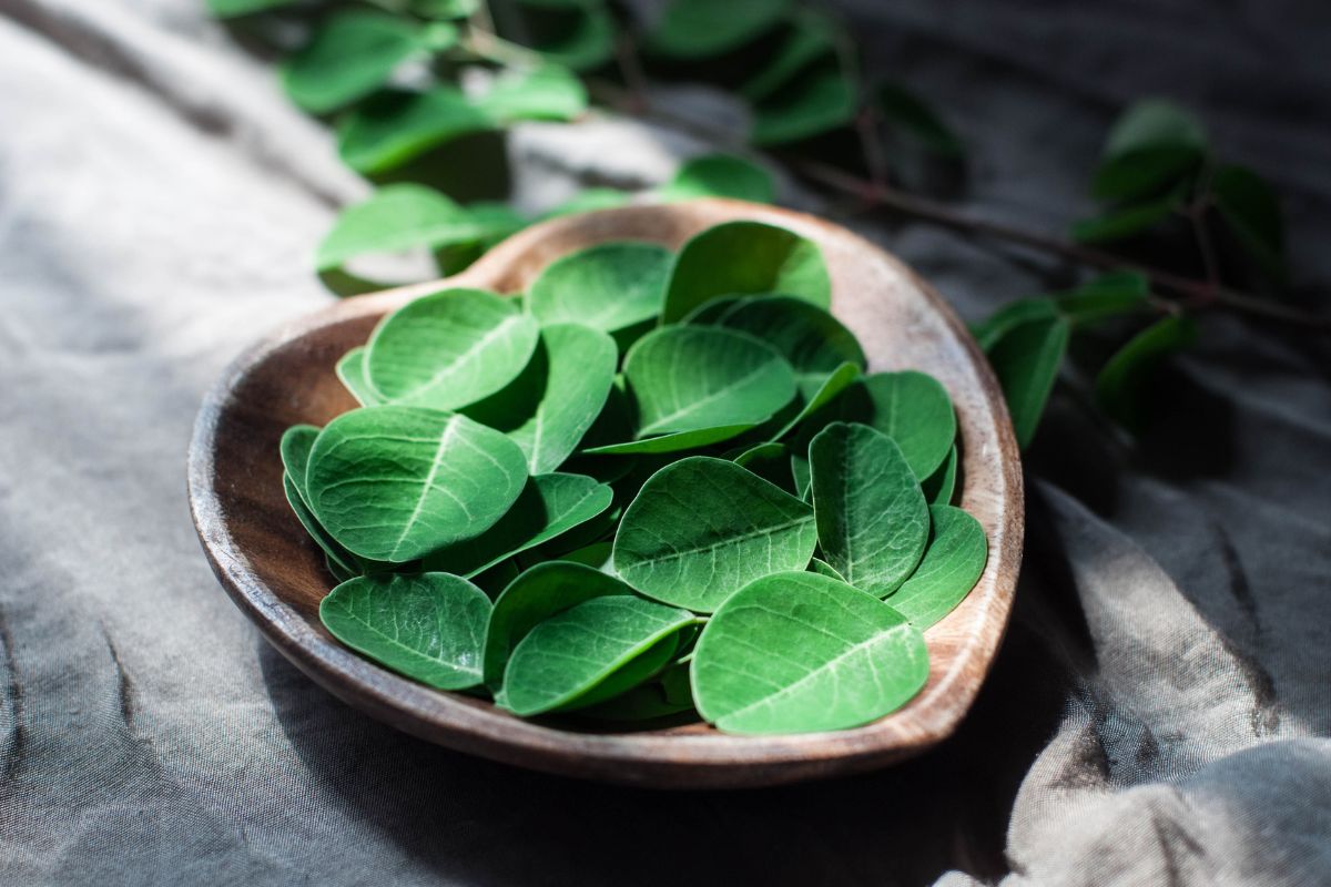 Chá de moringa