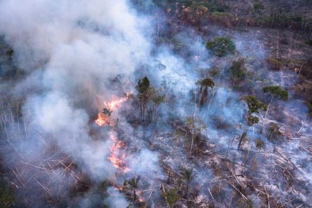 Floresta amazonica incendio desmatamento crime