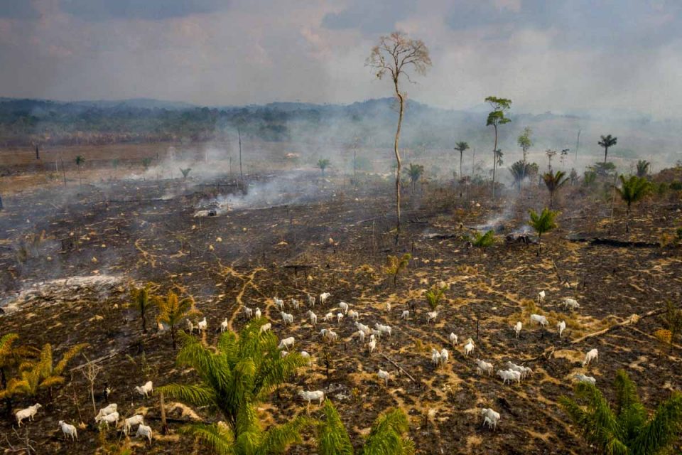 Floresta amazonica incendio desmatamento crime